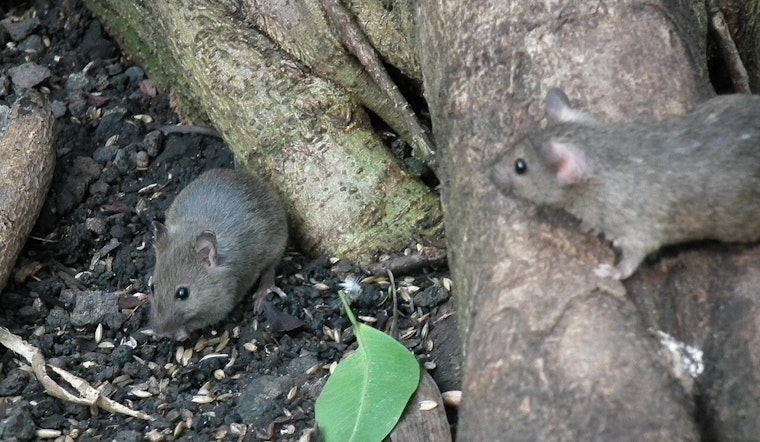 Cambridge Offers Free Rodent Control to Small Residential Properties in Pest Management Push