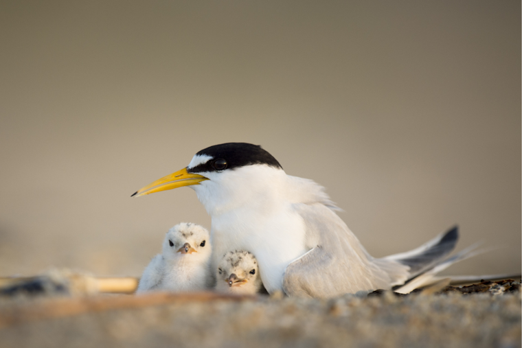 Carlsbad Celebrates the Return of Endangered California Least Terns to Local Shores