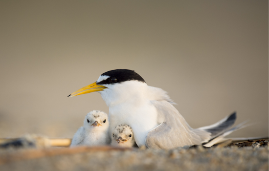 Carlsbad Celebrates the Return of Endangered California Least Terns to Local Shores