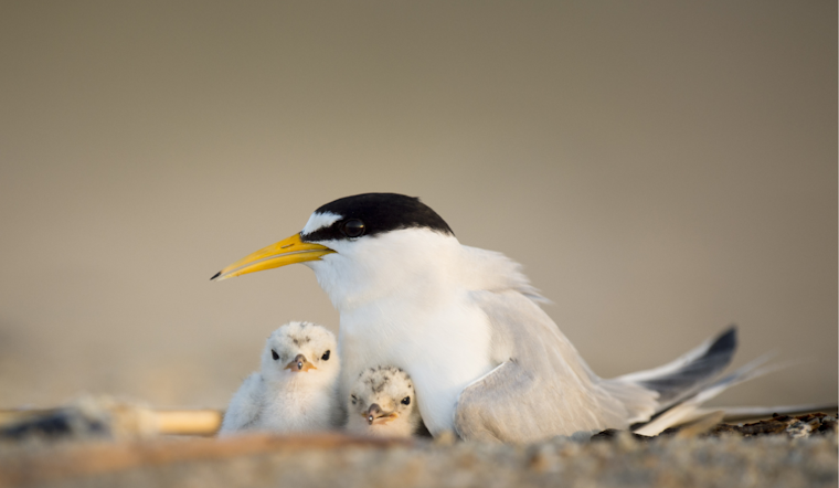 Carlsbad Celebrates the Return of Endangered California Least Terns to Local Shores