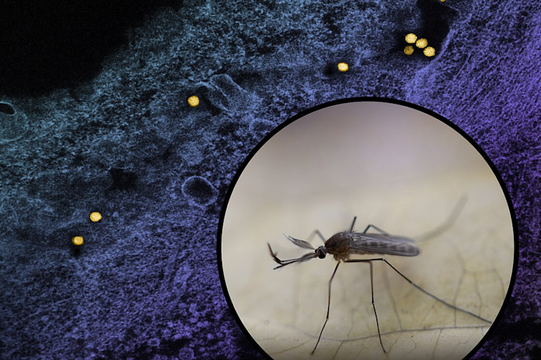 Carrollton Battles West Nile Virus: Mosquito Spraying Planned in Dallas County Amid Rising Concerns