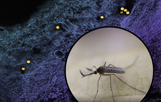 Carrollton Battles West Nile Virus: Mosquito Spraying Planned in Dallas County Amid Rising Concerns