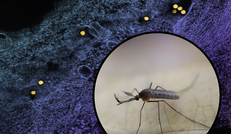Carrollton Battles West Nile Virus: Mosquito Spraying Planned in Dallas County Amid Rising Concerns