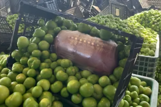 CBP Seizes $453.6K Worth of Meth in Tomatillos Shipment at Otay Mesa, Operation Apollo Strikes Again