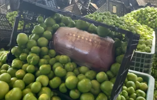 CBP Seizes $453.6K Worth of Meth in Tomatillos Shipment at Otay Mesa, Operation Apollo Strikes Again