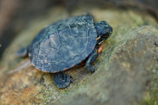 CDC Reports Salmonella Outbreak Linked to Small Turtles Affecting Children and Immunocompromised Individuals