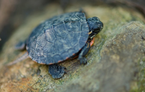 CDC Reports Salmonella Outbreak Linked to Small Turtles Affecting Children and Immunocompromised Individuals