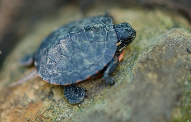 CDC Reports Salmonella Outbreak Linked to Small Turtles Affecting Children and Immunocompromised Individuals