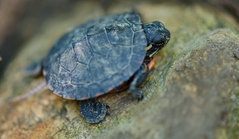 CDC Reports Salmonella Outbreak Linked to Small Turtles Affecting Children and Immunocompromised Individuals