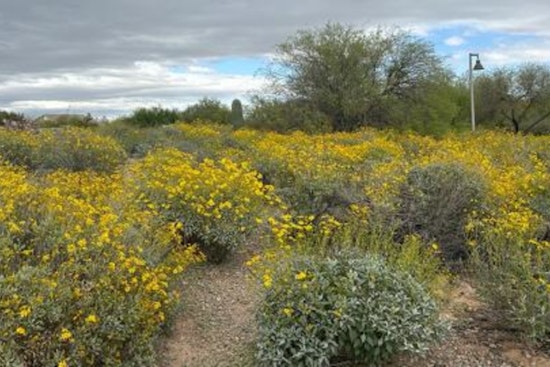 Chandler Partners with Gila River Indian Community to Launch $50K Native Plant Education Initiative at Veterans Oasis Park