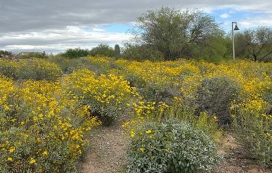 Chandler Partners with Gila River Indian Community to Launch $50K Native Plant Education Initiative at Veterans Oasis Park