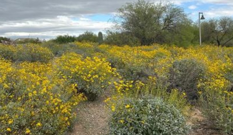 Chandler Partners with Gila River Indian Community to Launch $50K Native Plant Education Initiative at Veterans Oasis Park
