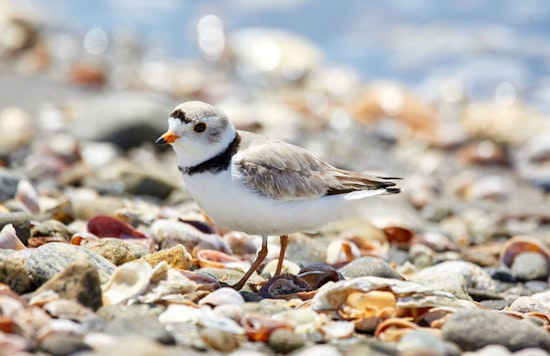 Chicago Cheers as Last Piping Plover Chick, 'Nagamo,' Begins Migration from Montrose Beach