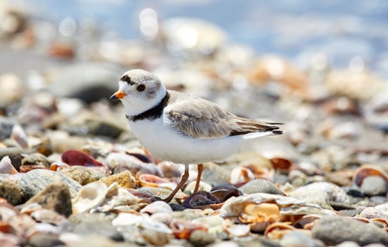 Chicago Cheers as Last Piping Plover Chick, 'Nagamo,' Begins Migration from Montrose Beach
