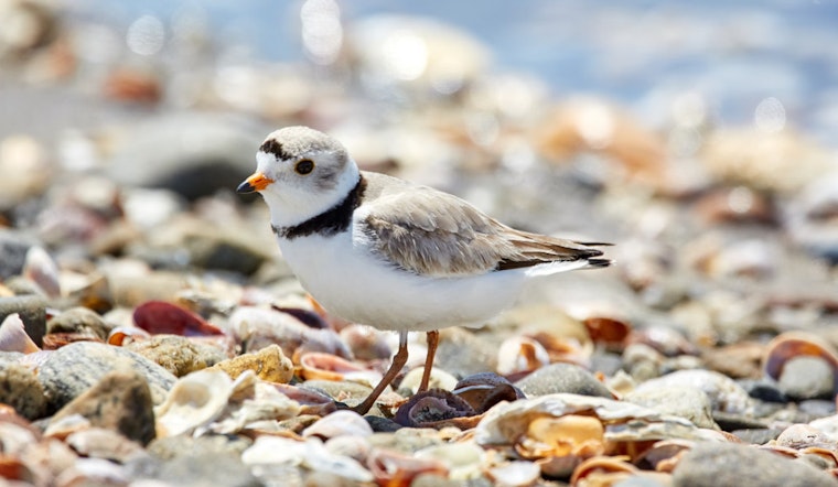 Chicago Cheers as Last Piping Plover Chick, 'Nagamo,' Begins Migration from Montrose Beach