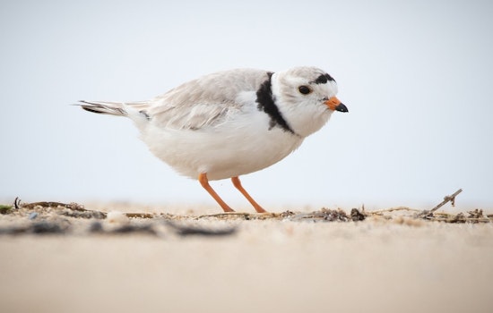 Chicago's Lone Piping Plover Chick, Nagamo, Embarks on Migratory Adventure to Warmer Southern Shores