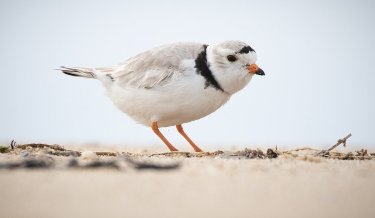Chicago's Lone Piping Plover Chick, Nagamo, Embarks on Migratory Adventure to Warmer Southern Shores
