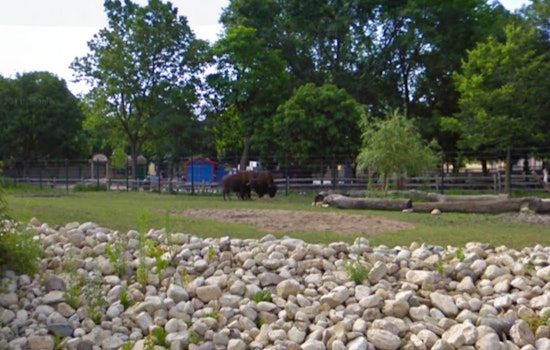Chicago's Brookfield Zoo Mourns the Loss of Beloved Bison Judy with Traditional Native American Blessing