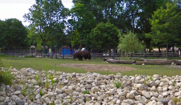 Chicago's Brookfield Zoo Mourns the Loss of Beloved Bison Judy with Traditional Native American Blessing