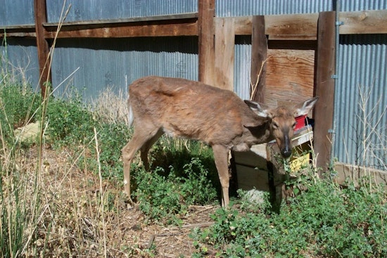 Chronic Wasting Disease Detected in Medina County Deer Facility, TPWD Confirms
