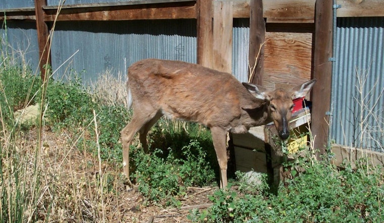 Chronic Wasting Disease Detected in Medina County Deer Facility, TPWD Confirms