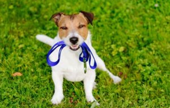 City of Blaine Pet Owners Advised on Summer Safety Measures, Expert Tips from Blaine's Guidelines