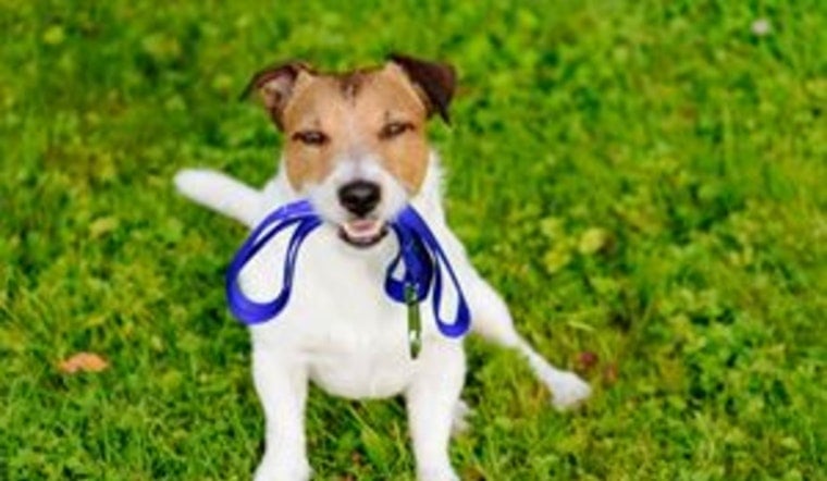 City of Blaine Pet Owners Advised on Summer Safety Measures, Expert Tips from Blaine's Guidelines