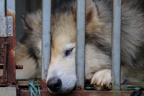 Clark County Commissioners Advocate for Tougher Punishments Against Illegal Pet Breeders Amid Shelter Crisis