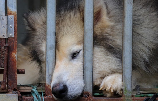 Clark County Commissioners Advocate for Tougher Punishments Against Illegal Pet Breeders Amid Shelter Crisis