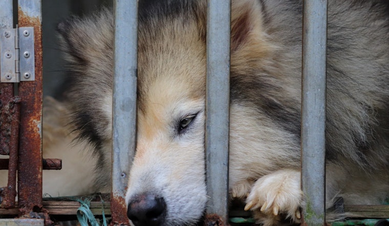 Clark County Commissioners Advocate for Tougher Punishments Against Illegal Pet Breeders Amid Shelter Crisis
