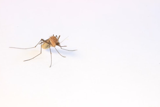 Clark County Faces Increased West Nile Virus Cases with First Death in Two Decades in Bay Area