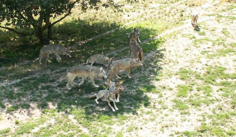 Colorado Officials Commence Relocation of Wolf Pack to Mitigate Livestock Conflicts