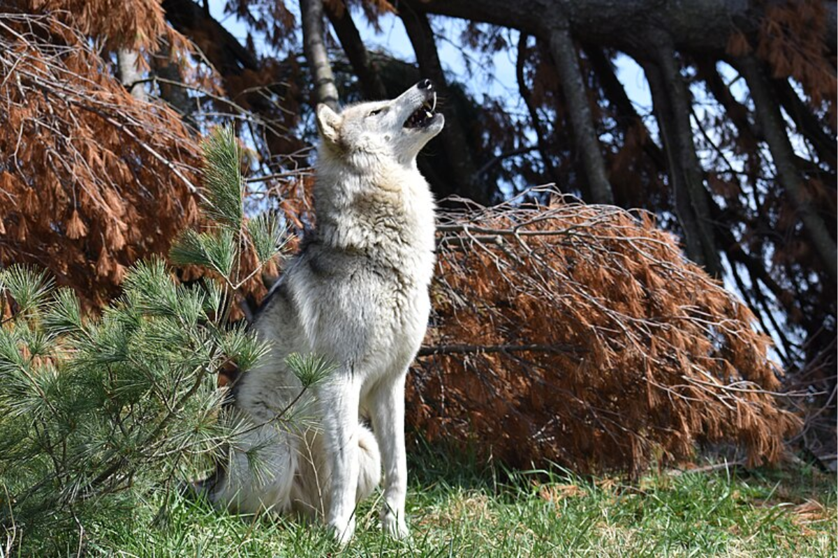 Colorado Welcomes New Generation of Wolves: Three Pups Spotted in