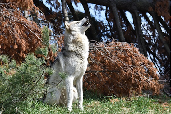 Colorado Welcomes New Generation of Wolves: Three Pups Spotted in Copper Creek Pack