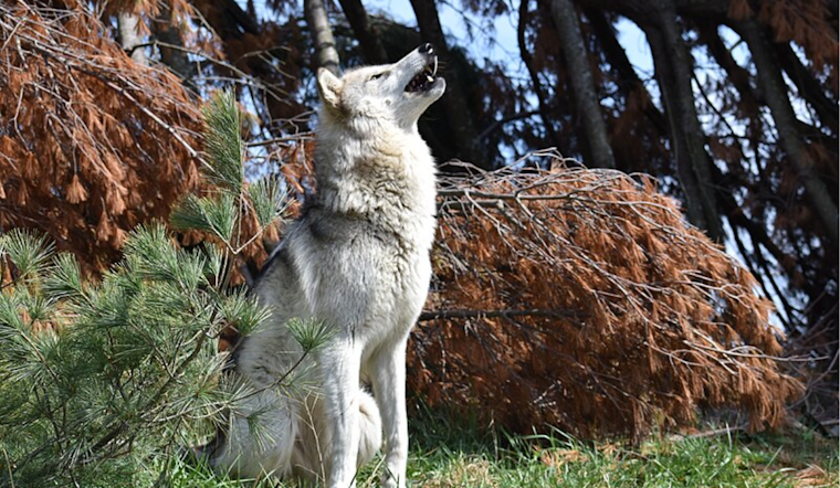 Colorado Welcomes New Generation of Wolves: Three Pups Spotted in Copper Creek Pack