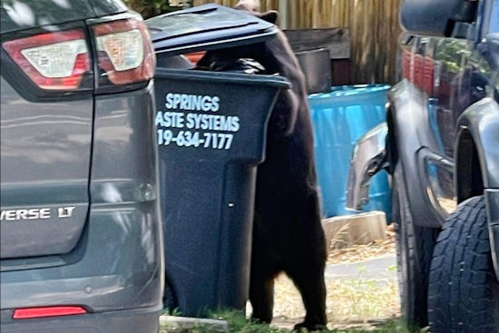Colorado's Bears in Hyperphagic Hustle: CPW Urges Increased Vigilance to Avoid Autumn Incidents