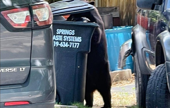 Colorado's Bears in Hyperphagic Hustle: CPW Urges Increased Vigilance to Avoid Autumn Incidents
