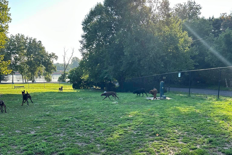 Community Rallies After 6 Dogs Abandoned at Morrisville Dog Park, 3 Quickly Adopted