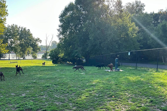 Community Rallies After 6 Dogs Abandoned at Morrisville Dog Park, 3 Quickly Adopted
