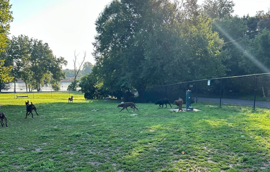 Community Rallies After 6 Dogs Abandoned at Morrisville Dog Park, 3 Quickly Adopted