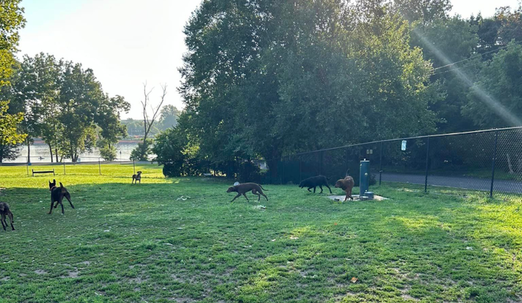 Community Rallies After 6 Dogs Abandoned at Morrisville Dog Park, 3 Quickly Adopted