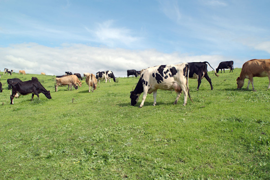 Dairy Herd in Van Buren County, Michigan Hit by Bird Flu in State's Latest Outbreak