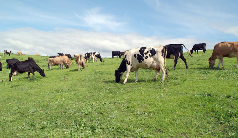 Dairy Herd in Van Buren County, Michigan Hit by Bird Flu in State's Latest Outbreak