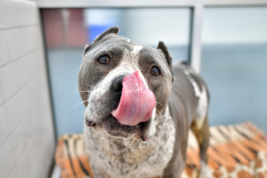 Dallas Animal Services Seeks Volunteers for Pet Adoption Initiatives and Online MVP Support Group