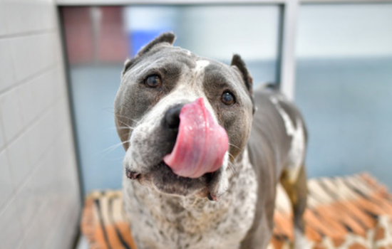 Dallas Animal Services Seeks Volunteers for Pet Adoption Initiatives and Online MVP Support Group