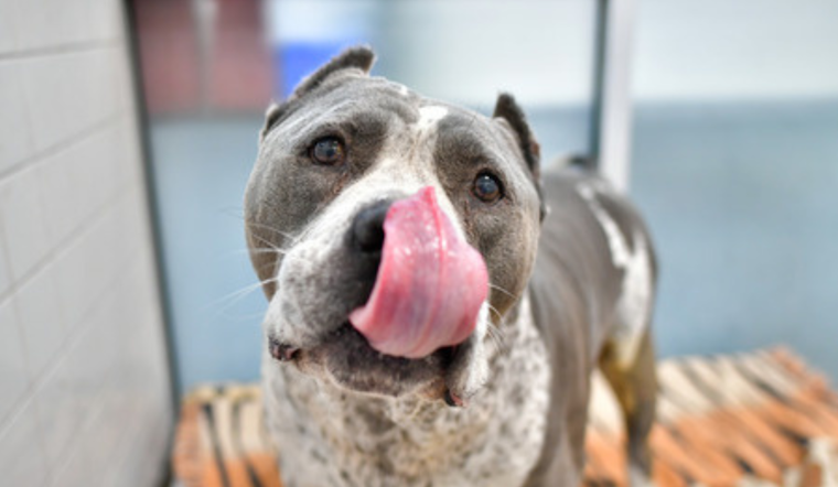 Dallas Animal Services Seeks Volunteers for Pet Adoption Initiatives and Online MVP Support Group