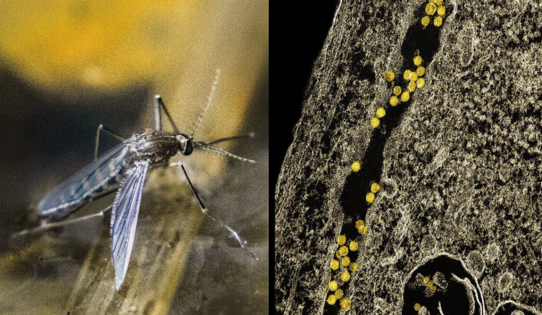 Dallas Schedules Mosquito Control Spraying to Curb West Nile Virus Spread
