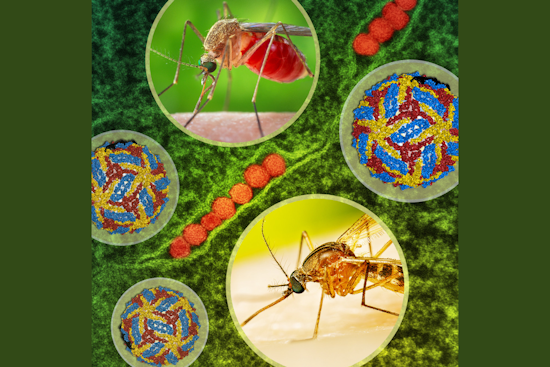 Dallas Schedules Nighttime Spraying to Combat West Nile Virus Amid Positive Mosquito Samples