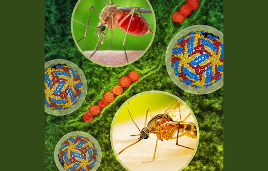 Dallas Schedules Nighttime Spraying to Combat West Nile Virus Amid Positive Mosquito Samples