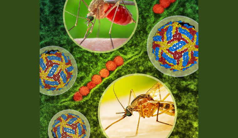 Dallas Schedules Nighttime Spraying to Combat West Nile Virus Amid Positive Mosquito Samples